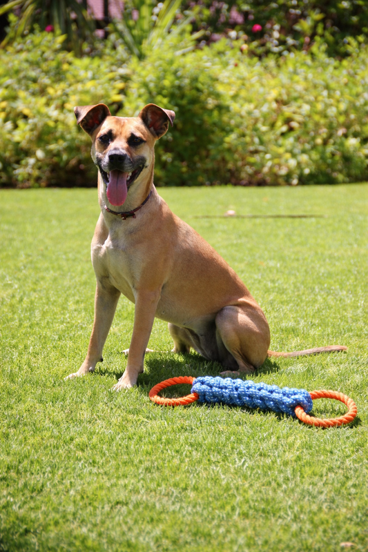 Durable Braided Rope Toy For Teeth Grinding