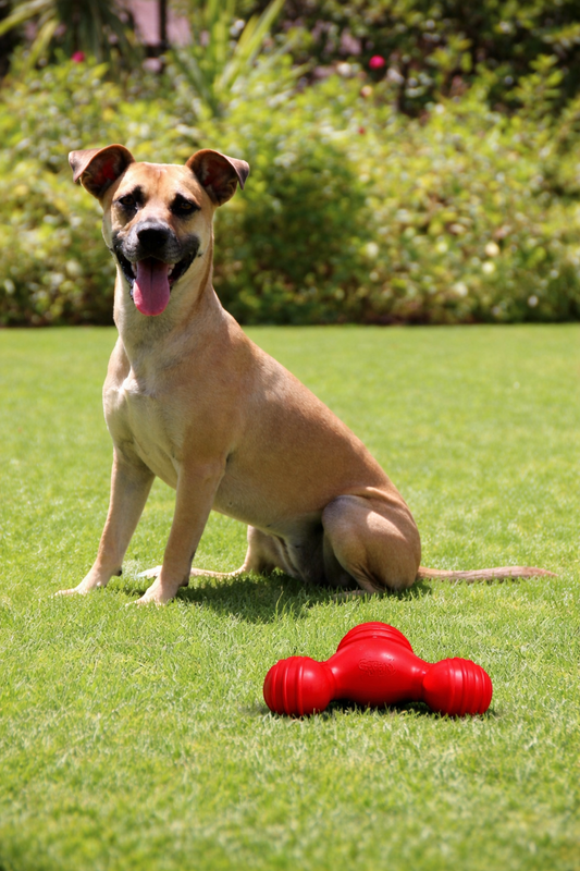 Durable Rubber Chew Dog Toy – Strong Interactive Toy