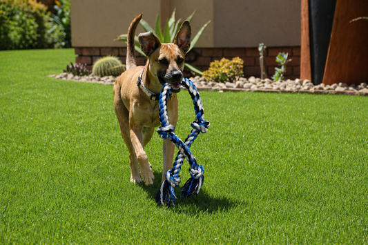Braided Rope Tug Toy 🐾
