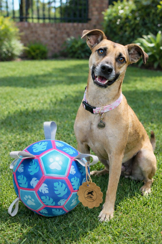 Interactive Dog Toy - Football