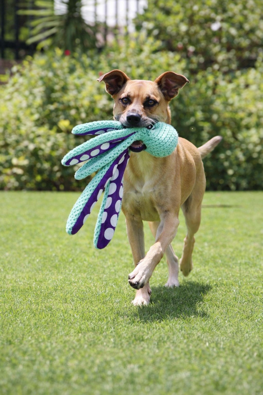 Squeaker Plush Dog Toy