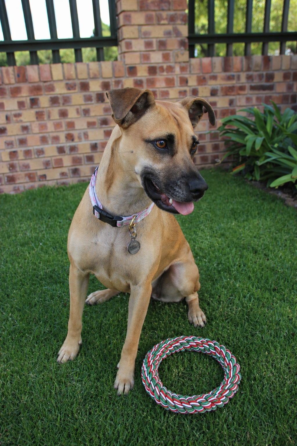 Rope Ring Dog Toy