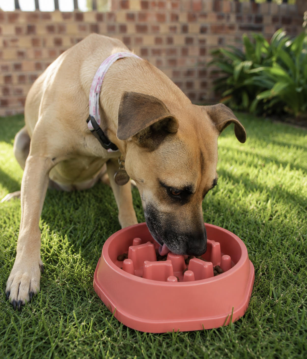 Slow Feeder Dog Bowl